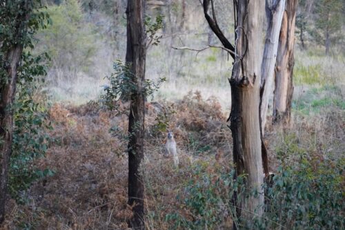 Sweeping Country Roo